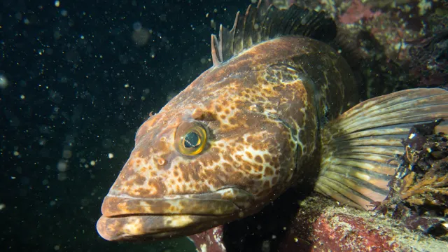 how to fish for lingcod