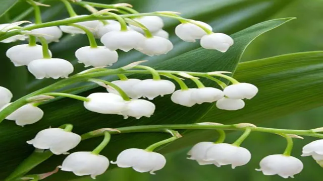 how to make lily of the valley tea